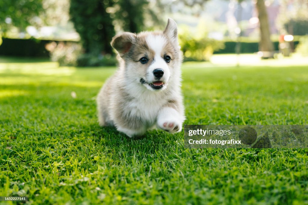 Laufender flauschiger Pembroke Welsh Corgi Welpe