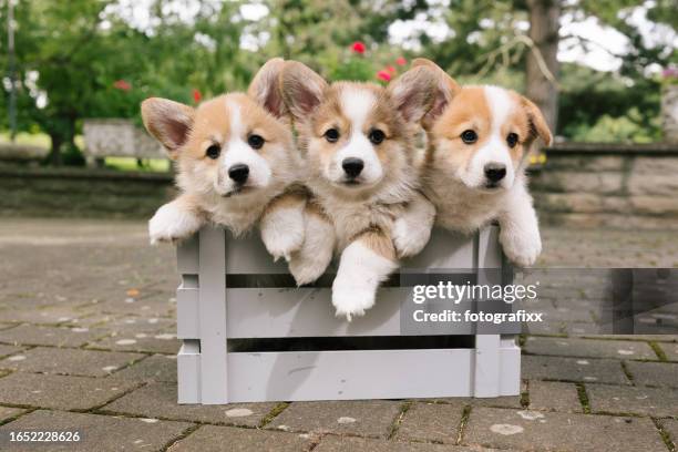três filhotes de cachorro galês de pembroke corgi - pembroke welsh corgi - fotografias e filmes do acervo