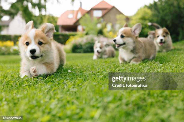 grupo de cachorros de corgi galés de pembroke - animal joven fotografías e imágenes de stock