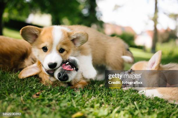 group of pembroke welsh corgi puppies - playful puppies stock pictures, royalty-free photos & images