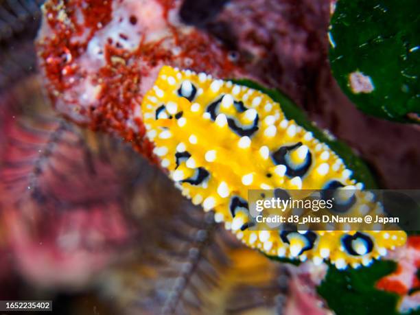 Slug Fish 145 Phyllidia Sea Slug Stock Photos, High-Res Pictures, and Images ...