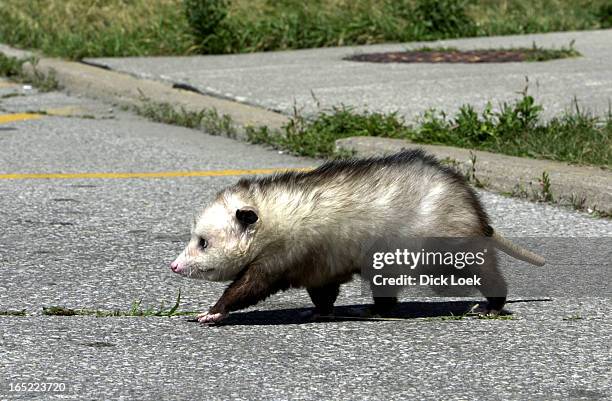 Possum Racoon Raccoon Vs Possum Photos and Premium High Res Pictures - Getty Images