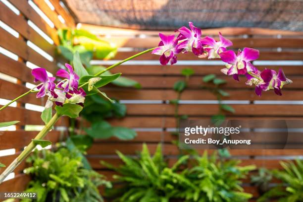 beautiful magenta orchids flowers planting in house as houseplants. - fuchsia orchids stock pictures, royalty-free photos & images