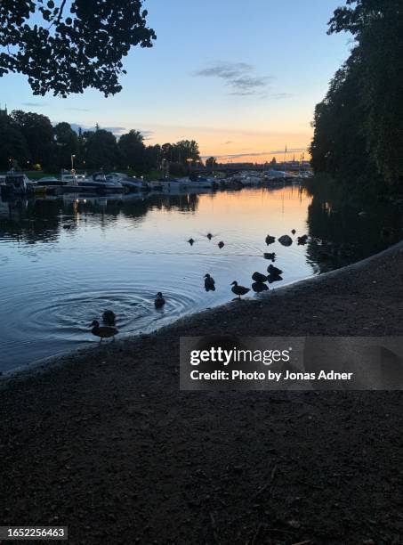 sunset over djurgården, stockholm, sweden - djurgarden stock pictures, royalty-free photos & images