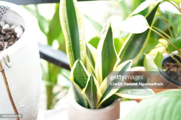 dracaena trifasciata dracaena trifasciata snake plant, saint george's sword mother-in-law's tongue asparagaceae - sansevieria stock pictures, royalty-free photos & images