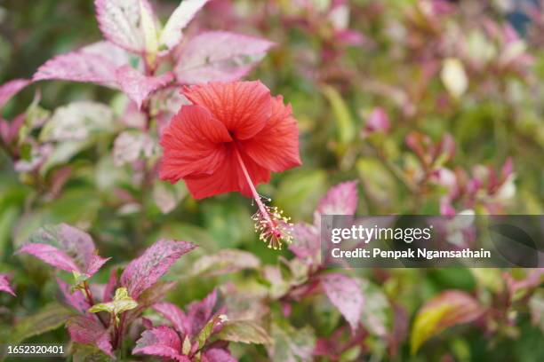 hibiscus rosa-sinensis red flower blooming in garden nature background - flowering maple tree stock pictures, royalty-free photos & images