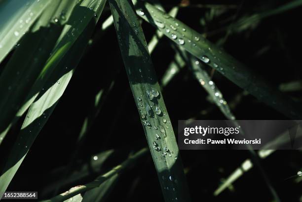 dew on grass - grass dew stock pictures, royalty-free photos & images