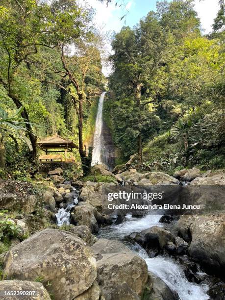 gitgit waterfall - bali - singaradja man stock pictures, royalty-free photos & images