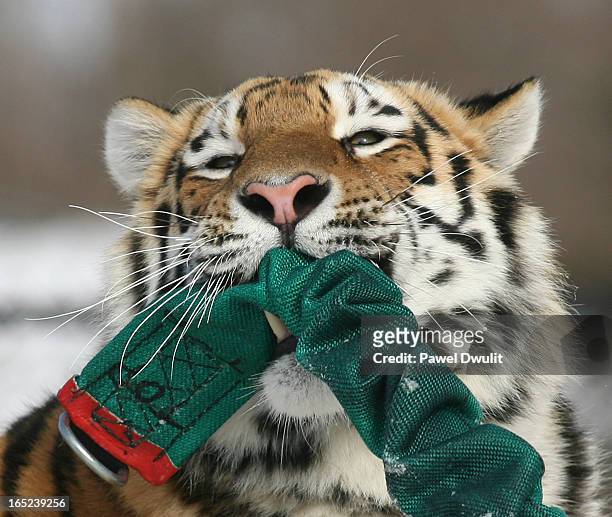 February 4, 2009 - Coco the siberian tiger plays with an industrial strength bungee cord in her habitat at the Toronto Zoo in Toronto Ontario....
