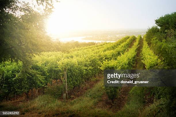 dramatic vineyard sunrise in france - rhone stockfoto's en -beelden