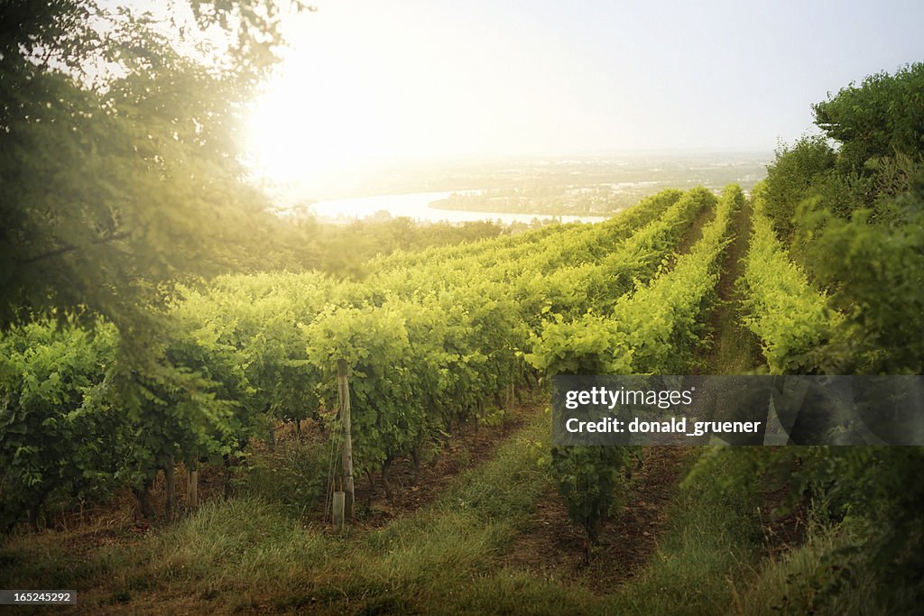 Dramatic Vineyard Sunrise in France