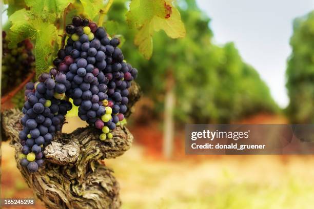 traube bunches auf alten weinstock in weingarten - rankenpflanze stock-fotos und bilder