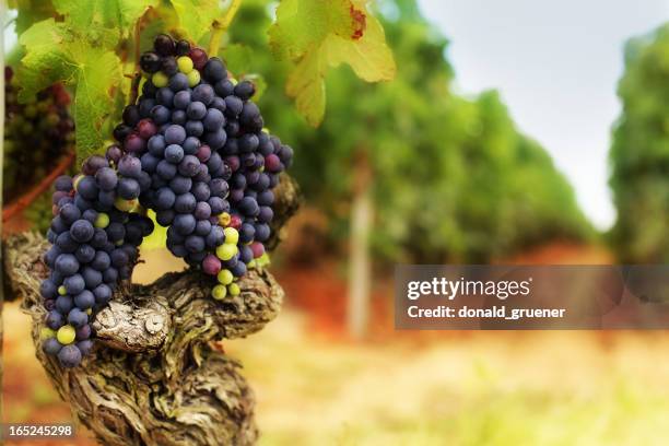 traube bunches auf alten weinstock in weingarten - shiraz stock-fotos und bilder