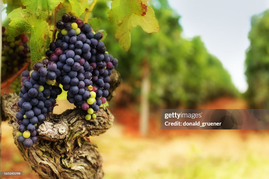 Grape Bunches on Old Vine in Vineyard