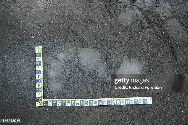 The Fast and the Furriest" - When Castle and Beckett find giant footprints at the site of a vicious murder, the team is forced to confront the...