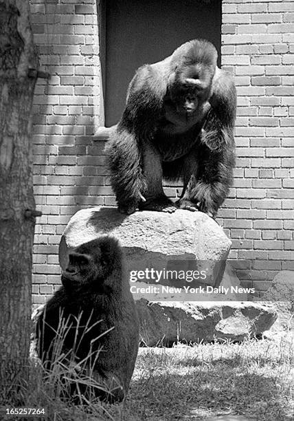Timmy (Gorilla) Photos and Premium High Res Pictures Getty Images