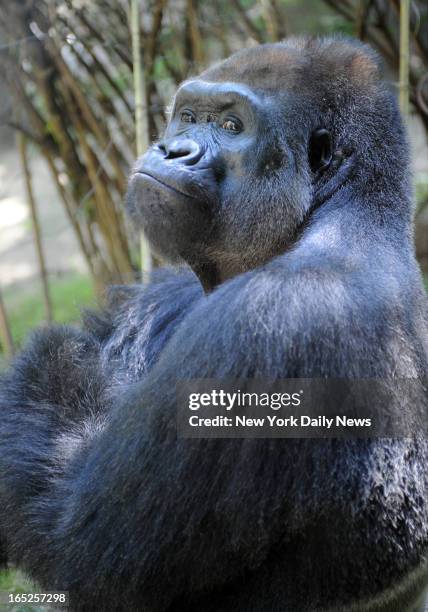 Pattycake plays at the Wildlife Conservation Society Congo Exhibit at the Bronx Zoo. A WCS report released today indicated that there were "Massive"...