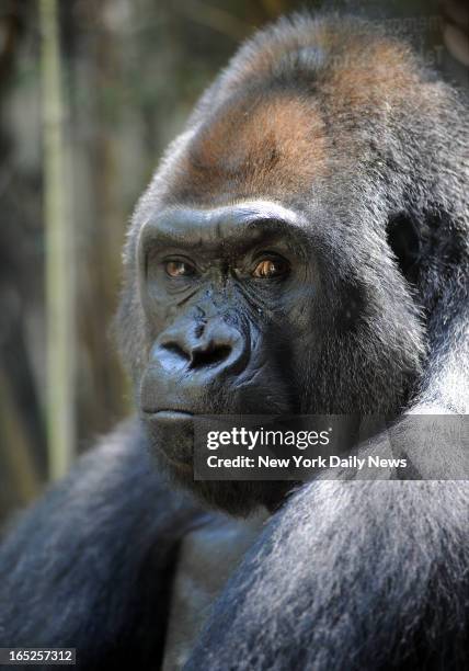 Pattycake plays at the Wildlife Conservation Society Congo Exhibit at the Bronx Zoo. A WCS report released today indicated that there were "Massive"...