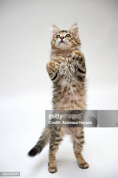 kitten standing - rearing up bildbanksfoton och bilder
