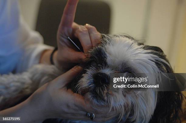 11/14/06 pics of dr. rona sherebrin a veterinary acupuncturist and... News Photo - Getty Images 11/14/06 pics of dr. rona sherebrin a veterinary acupuncturist and... News Photo - Getty Images