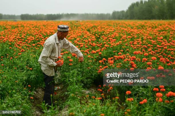 This picture taken on July 17 shows a Uyghur man collecting marigold flowers in a field outside Yarkant in northwestern China's Xinjiang region....