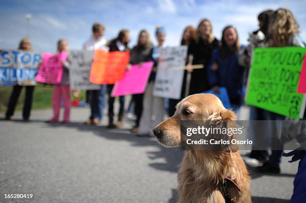 May 12, 2010 Amber, a golden retriever, is seen outside the Ontario SPCA Centre in Whitchurch-Stouffville where as many as a hundred people are...