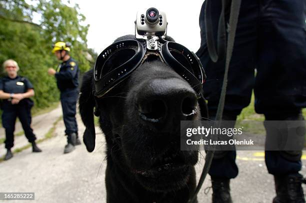 Kevin Barnum of the OPP fits his Black Lab, Dare, with a small camera that is being tested for emergency search and rescue operations outside of the...