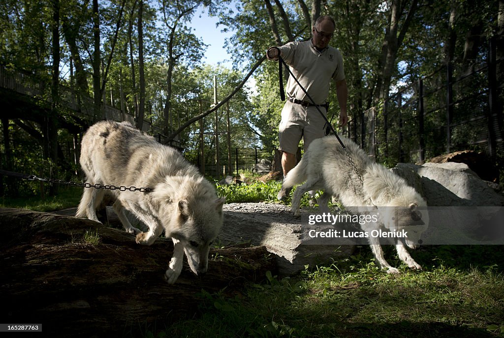 At the of the day Michael Hackenberger transports an arctic wolf and a grey wolf with his son Dirk f