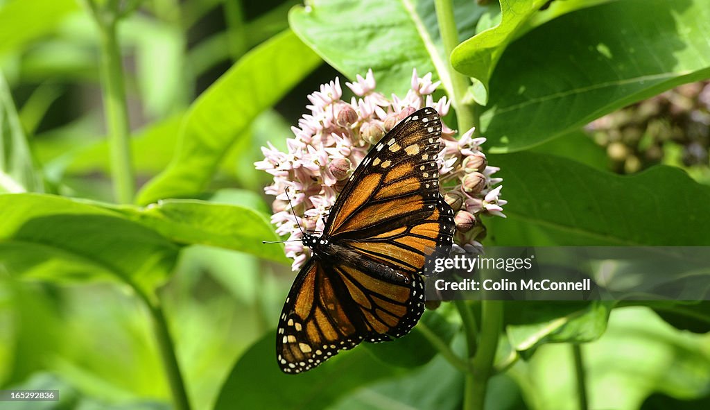 CMCC-JUNE 12th 2012.pics of Monarch butterfly on common milkweed plant. Horticulturalist Colleen Cir