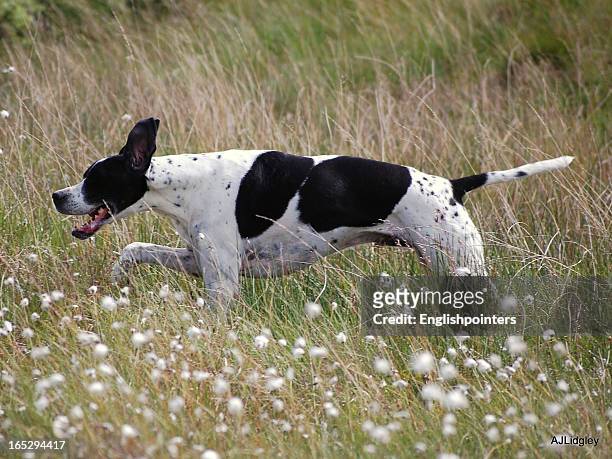 english pointer running in scotland - perro de caza fotografías e imágenes de stock