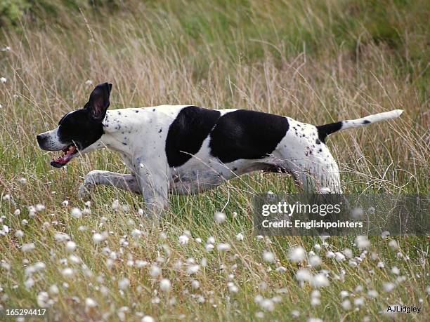 english pointer running in scotland - pointer dog running stock pictures, royalty-free photos & images