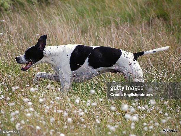 english pointer running in scotland - pointer dog stock pictures, royalty-free photos & images