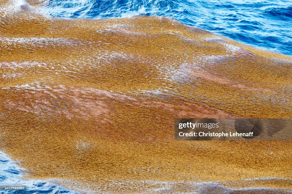 Sargassum seaweeds pollution approaching Guadeloupe, France