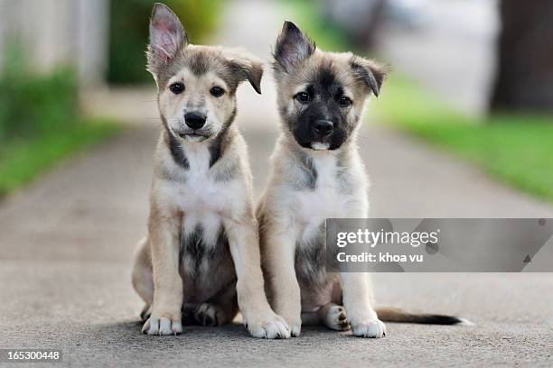 a pair - two dogs stock-fotos und bilder