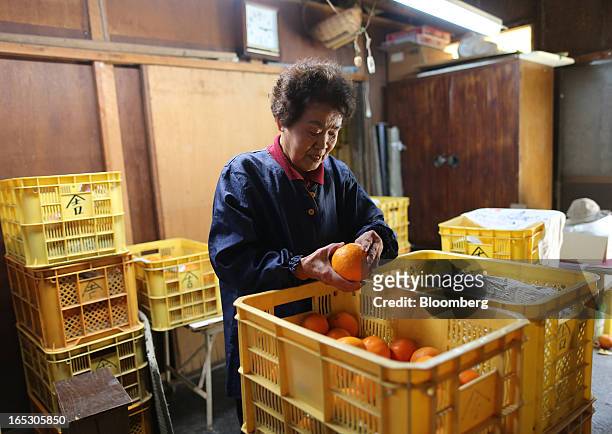 Suzuko Yamauchi checks an iyokan, a Japanese citrus fruit, after harvesting at her farm on Gogo Island in Matsuyama, Ehime Prefecture, Japan on...