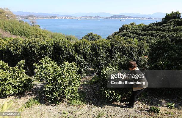 Suzuko Yamauchi prunes an iyokan plant, a Japanese citrus fruit, at a farm on Gogo Island in Matsuyama, Ehime Prefecture, Japan on Thursday, March...