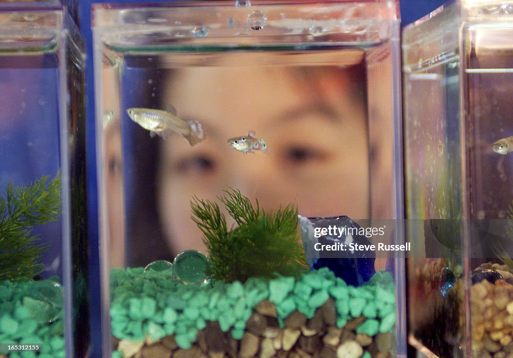 DIGITAL IMAGE----Veronica Lo checks out some guppies that live in a plastic container at the Chinese