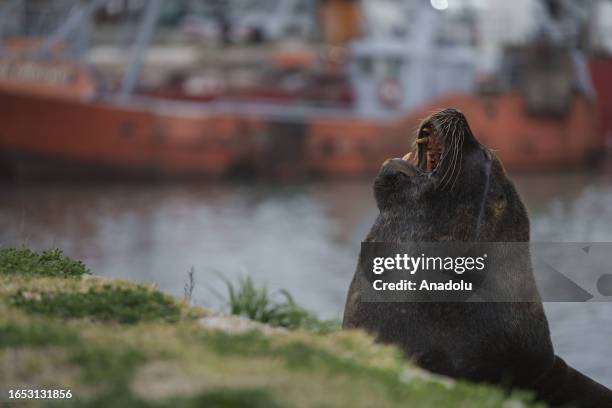 Sea lion carrying the avian flu mutation is seen in Buenos Aires, Argentina on September 04, 2023. Hundreds of dead sea lions, beach closures, and an...