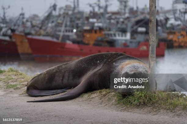 Sea lion dies due to avian flu mutation in Buenos Aires, Argentina on September 04, 2023. Hundreds of dead sea lions, beach closures, and an outbreak...