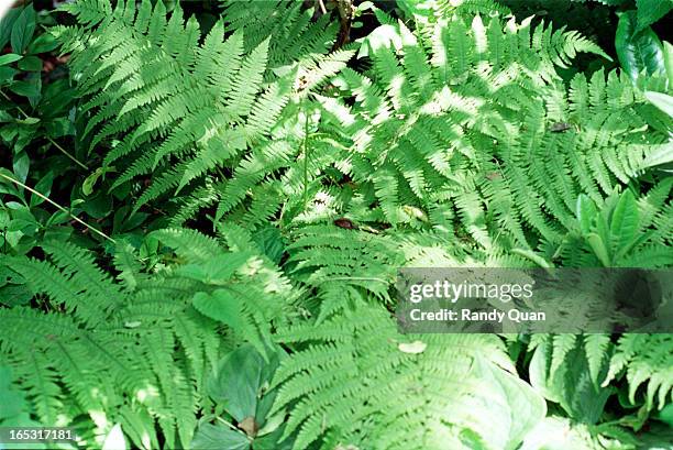 Gardening guru Kevin Cavanaugh stands in his garden that he started 7 years ago. He has over a hundred different species of plants in his...