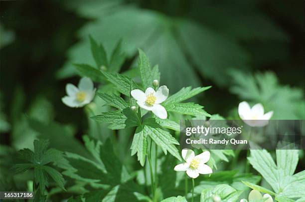 Gardening guru Kevin Cavanaugh stands in his garden that he started 7 years ago. He has over a hundred different species of plants in his...