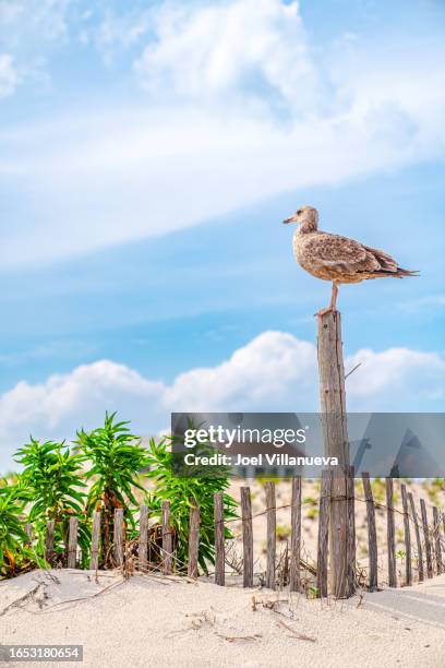 a seagull perched on a wooden pole at the jersey shore. - jersey shore new jersey stock pictures, royalty-free photos & images