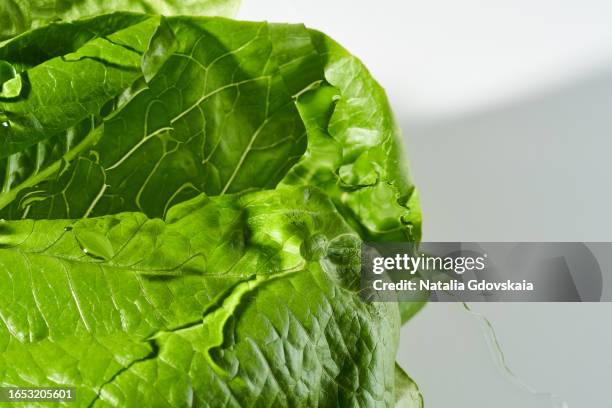 Cos Lettuce Pattern Cos Lettuce Growing Photos and Premium High Res Pictures - Getty Images