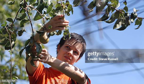 September 19 Pears that are found on the ground before the pick or that have been nibbled by raccoons, squirrels or wasps are composed or green...