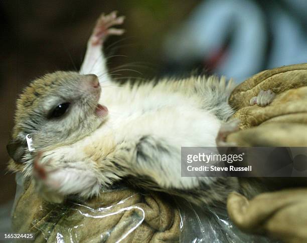 Glaucomys sabrinus, Northern Flying Squirrel, is checked out. These appealing little creatures are found throughout most of the forested areas of...
