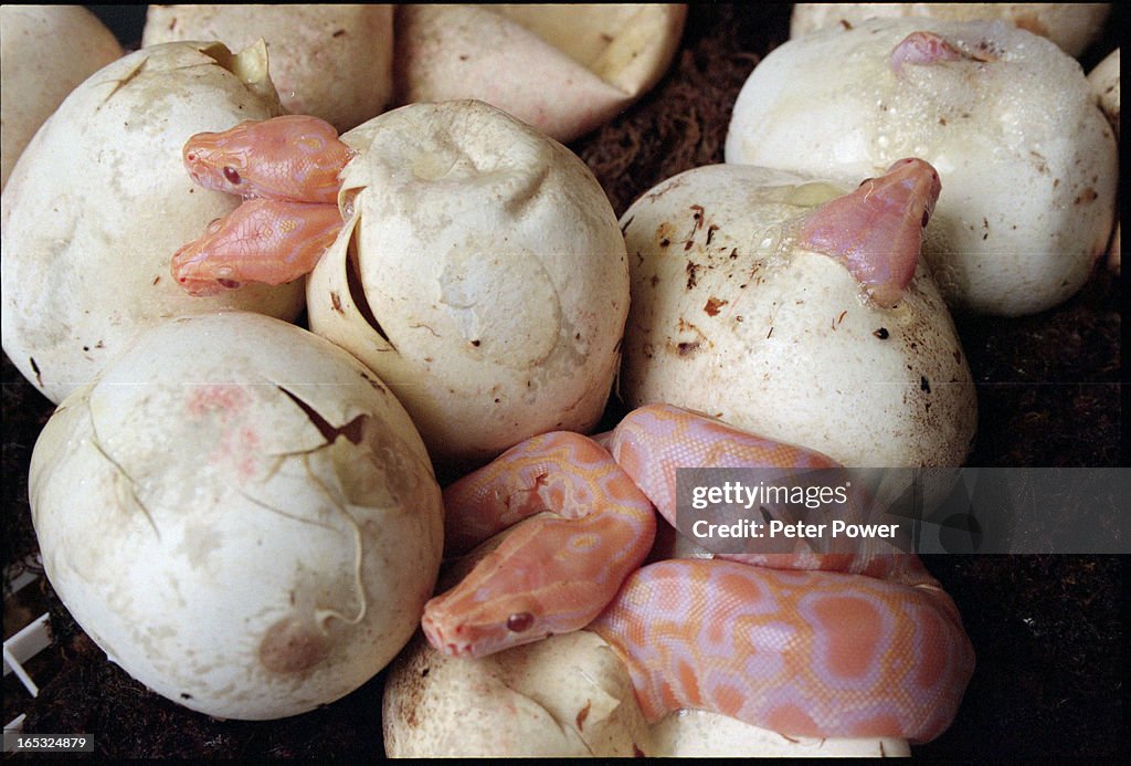 Python Snake Types Baby Pix of some baby albino Burmese Python snakes hatching from their ...