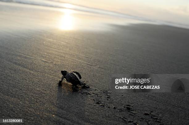 Baby olive ridley turtle makes its way to the water at San Diego Beach, 40km south of San Salvador, on November 20,2010. More than 1,000 baby turtles...