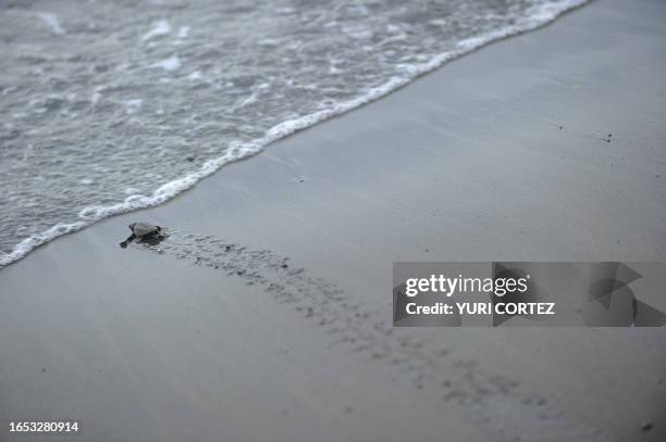 Baby olive ridley sea turtle attemps to go into the sea in Ostional beach, in Ostional National Wildlife Refuge, some 300 km north of San Jose, on...