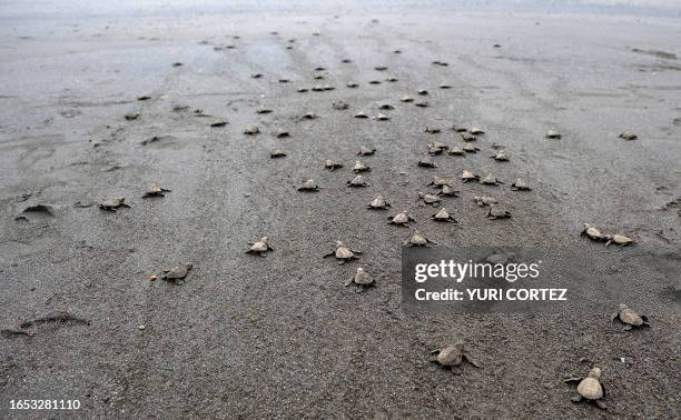 Baby olive ridley sea turtles head to the sea in Ostional beach, in Ostional National Wildlife Refuge, some 300 km north of San Jose, on the Pacific...