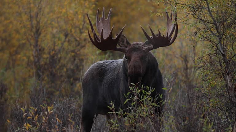 Fall Moose Real 3,924 Moose Stock Videos, Footage, & 4K Video Clips - Getty Images